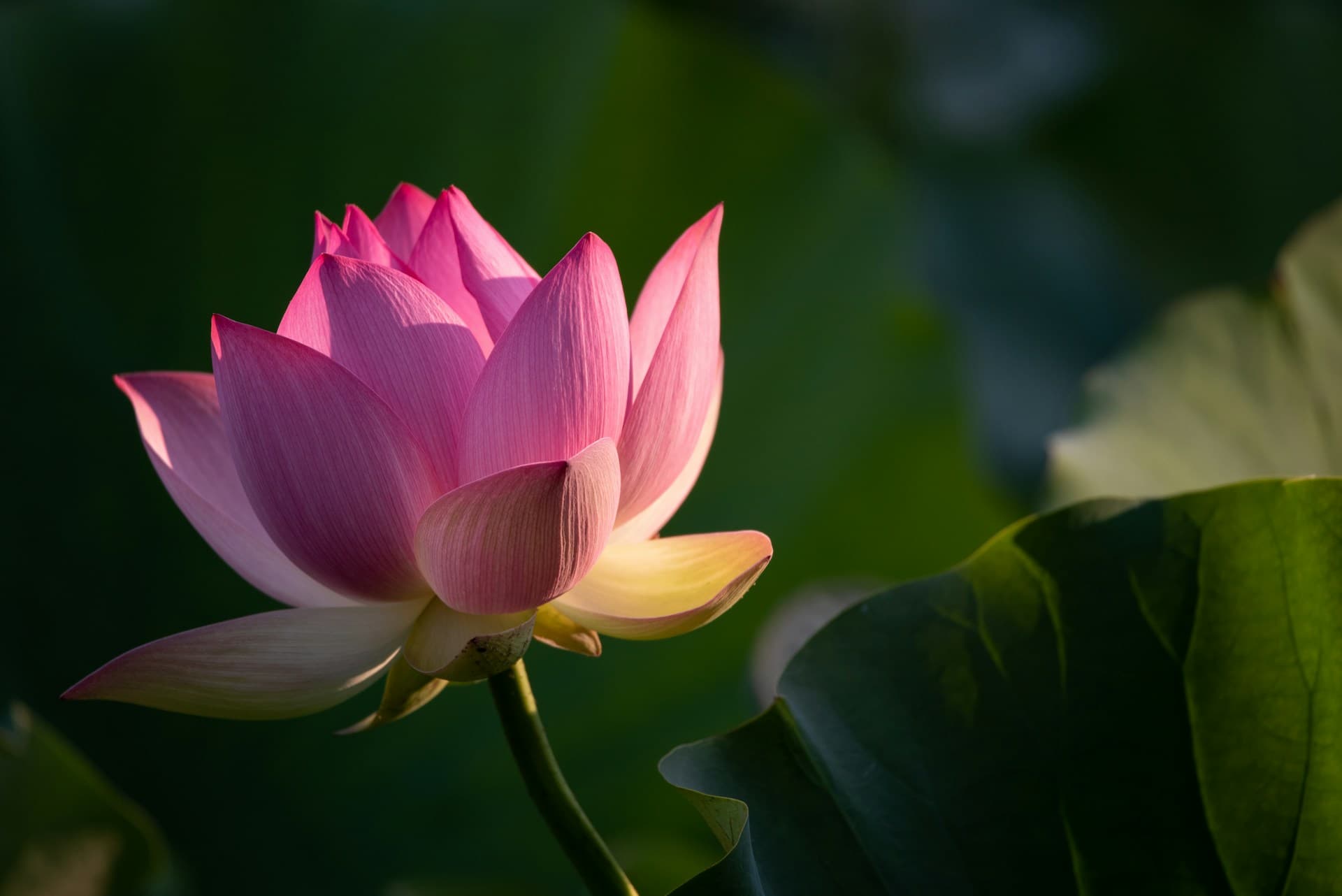 Lotus pond Madhubani